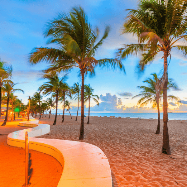 Miami beach and palm tree view